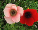 poppy anemone